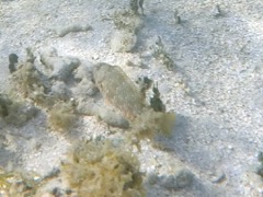 Yellowtail Parrtotfish Juvenile (4